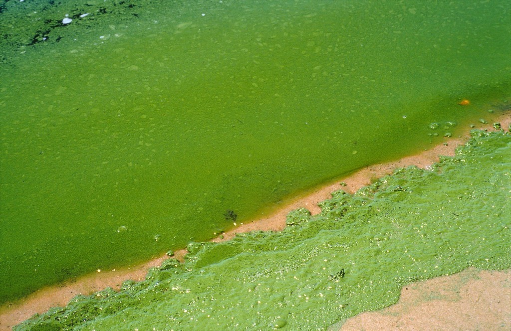 Blue green algae on the Swan River, Perth, WA. 2000. ©  Copyright CSIRO Australia http://www.csiro.au